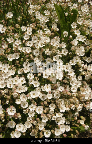 Meer Campion, Silene Uniflora. auf weichen Felsen wachsen. Charnel Dorset. Mai. Stockfoto