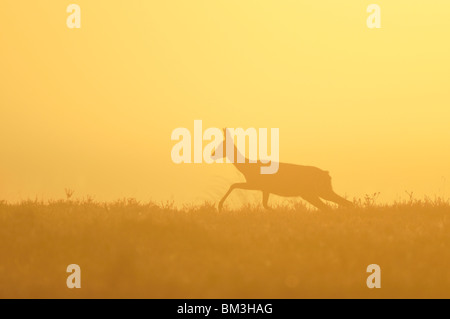 Europäische Rehe (Capreolus Capreolus). Doe überfahren Heide, Silhouette gegen den Abendhimmel, Niederlande. Stockfoto