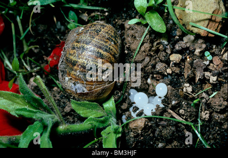 Gemeinsame oder Garten-Schnecke (Helix Aspersa: Helicidae), Eier, in einem Garten UK Stockfoto