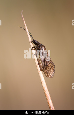 Erle-Fly Sialis Lutaria Erwachsenen weiblichen Eiablage an einem Reed-Stiel Stockfoto