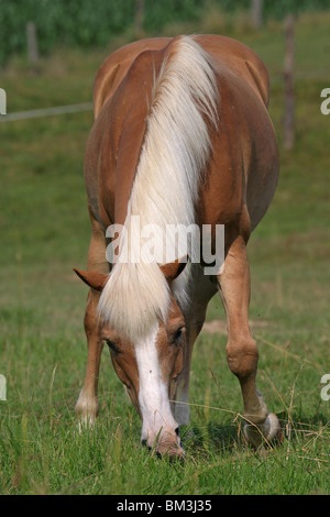 Grasender Haflinger / grasenden Pferd Stockfoto