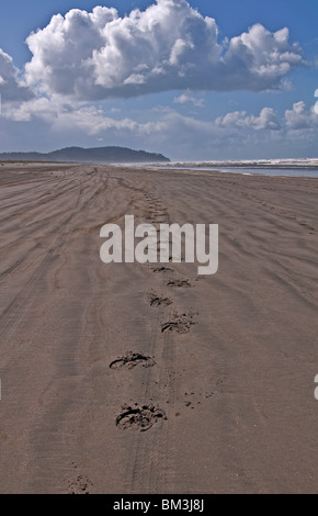 Diese marine Foto zeigt Pferdehuf Drucke zu Fuß in den Berg Entfernung auf einen Sandstrand Long Beach, Wa. Stockfoto