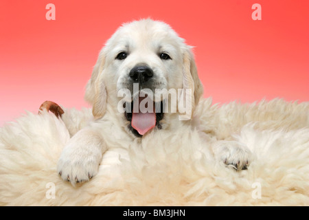 Golden Retriever Welpe / Golden Retriever-Welpe Stockfoto
