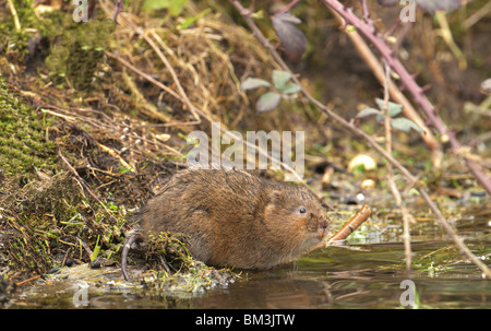 SCHERMAUS (ARVICOLA TERRESTRIS) FÜTTERUNG NEBEN EINER STREAM-UK Stockfoto