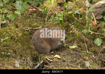 SCHERMAUS (ARVICOLA TERRESTRIS) FÜTTERUNG NEBEN EINER STREAM-UK Stockfoto