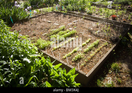 Reihen von Kopfsalat wachsen auf einem Hochbeet in einem Gemeinschaftsgarten im New Yorker Stadtteil Chelsea Stockfoto