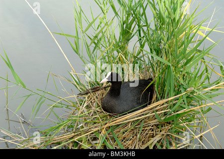 Eurasischer Coot (Fulica atra) alias Common Coot oder Australischer Coot sitzt auf Nest zwischen den Reedbeds, Camargue, Provence, Frankreich Stockfoto