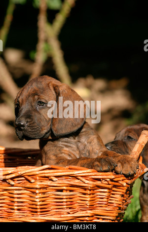 Hannoverscher Schweißhund Welpe / Welpen Stockfoto