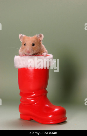 Hamster Im Stiefel / Hamster im Boot Stockfoto