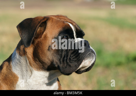 Deutscher Boxer Portrait Stockfoto