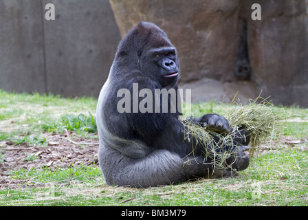 MO2 - 339D; FÜTTERUNG; SILBERRÜCKEN FLACHLANDGORILLA; Stockfoto