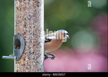 Fringilla Coelebs. Männlichen Buchfinken Fütterung auf ein Futterhäuschen für Vögel Samen Stockfoto