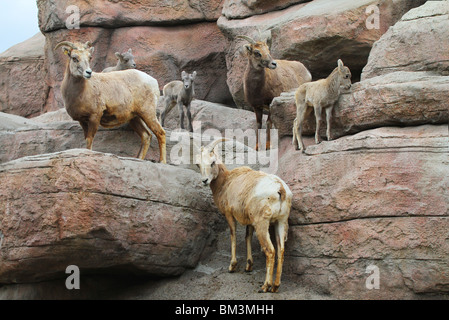 MS - 369D, DREI BIGHORN SCHAFE SCHAFE UND LÄMMER Stockfoto