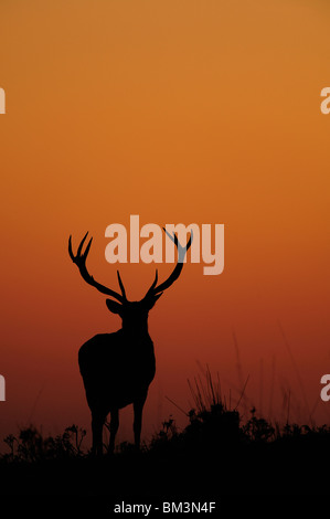 Rothirsch (Cervus Elaphus). Hirsch Silhouette in der Abenddämmerung. Stockfoto