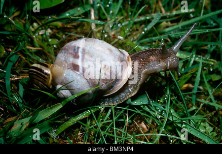 Garten-Schnecke auf einer Wiese füttern, während eine juvenile Weißlippen-Hecke Schnecke klammert sich an seine Schale, UK Stockfoto