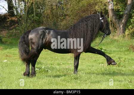 Friese Im Spanischen Schritt / Schritt Spanien Stockfoto