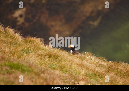 Papageientaucher auf der Klippe bei Flamborough Head Stockfoto