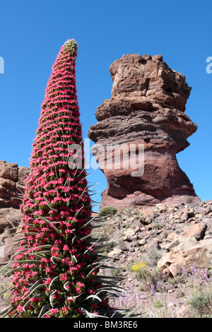 Tajinaste Rojo oder Echium Wildpretii im Nationalpark Las Canadas del Teide Teneriffa-Kanarische Inseln-Spanien-Europa Stockfoto