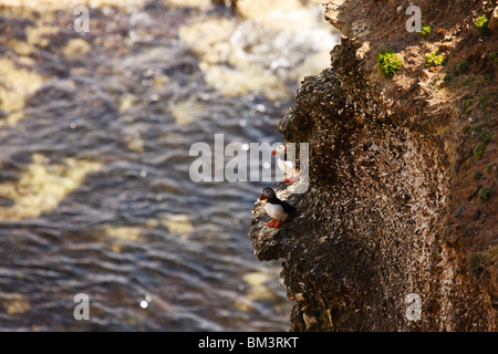 Papageientaucher auf der Klippe bei Flamborough Head Stockfoto