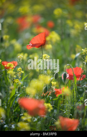 Mohn und Raps in sonnigen Sommerwiese, Suffolk, UK Stockfoto