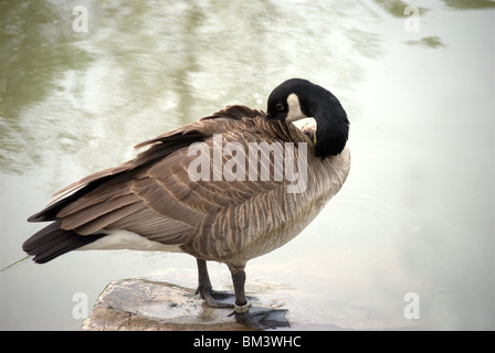 Kanadische Gans gebändert Fuß und Hals auf den Erie-Kanal in Pittsford New York USA Stockfoto