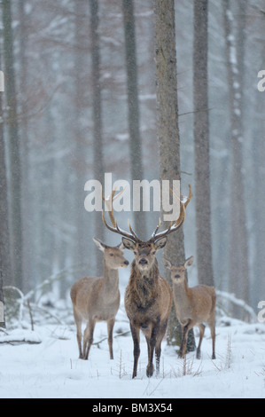 Rothirsch (Cervus Elaphus). Hirsch, Hirschkuh und Kalb in fallenden Schnee im Winter, Niederlande. Stockfoto