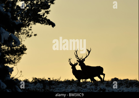 Rothirsch (Cervus Elaphus). Zwei Hirsche Silhouette in der Abenddämmerung, Niederlande. Stockfoto