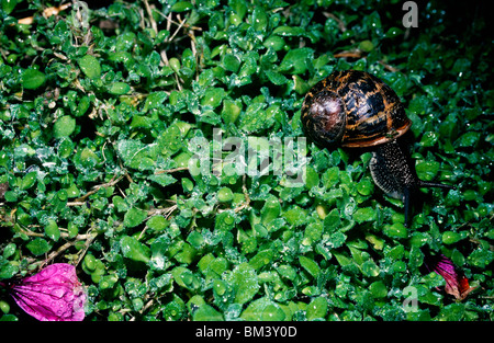 Gemeinsame / Garten-Schnecke (Helix Aspersa: Helicidae) Essen Aubretia Blätter in einem Garten in der Nacht, mit Schleim Spur hinterließ UK Stockfoto