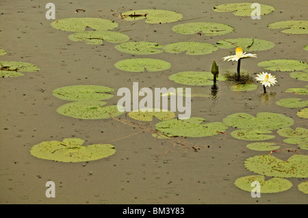 Seerosen im Regen Stockfoto