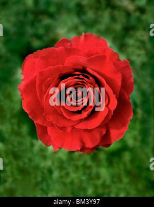 Rote rose Stockfoto