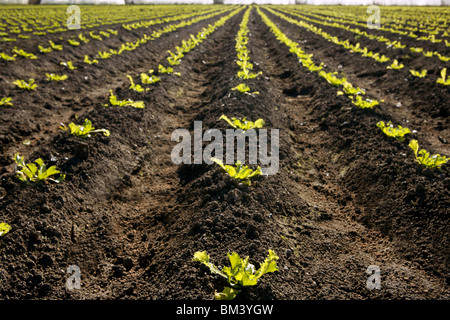 Kleine braune Sprossen Salatfeld, grüne Gemüse Ausbrüche Perspektive Stockfoto