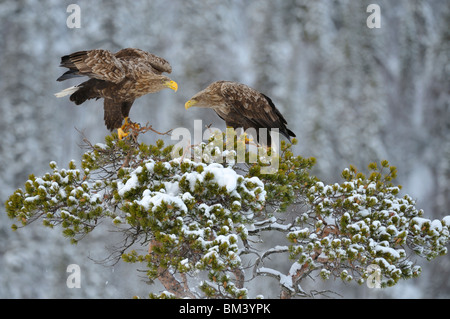 Seeadler (Haliaeetus Horste). Männliche und weibliche thront auf Kiefer. Stockfoto