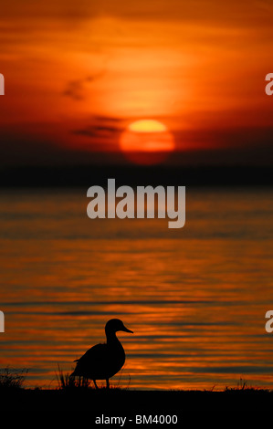 Stockente (Anas Platyrhynchos). Mann am Rand des Wassers gegen die untergehende Sonne. Stockfoto