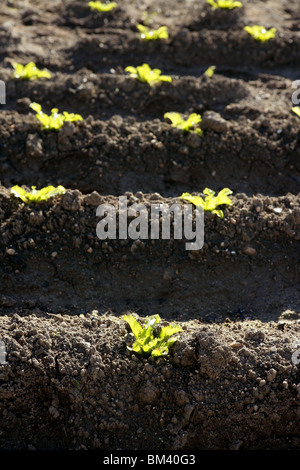 Kleine braune Sprossen Salatfeld, grüne Gemüse Ausbrüche Perspektive Stockfoto