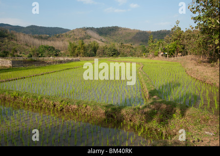 Bereich der jungen Reis in die Landschaft der Provinz Luang Prabang Laos Stockfoto