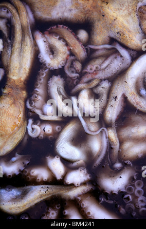 Kopffüßer Textur, viele bunte Krake in den mediterranen Markt Stockfoto
