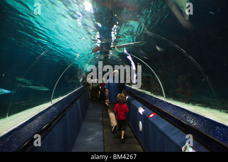 Unterwasser Gehweg im Kelly Tartons Antarctic Encounter und Unterwasserwelt. Okahu Bay, Auckland, Nordinsel, Neuseeland Stockfoto