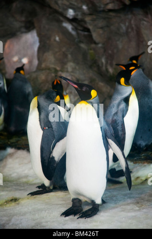 Königspinguine (Aptenodytes Patagonicus) in Kelly Tartons Antarctic Encounter. Okahu Bay, Auckland, Nordinsel, Neuseeland Stockfoto