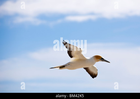 Australasian Basstölpel (Morus Serrator) während des Fluges an die Tölpelkolonie Takapu Zuflucht. Muriwai Beach, Nordinsel, Neuseeland Stockfoto