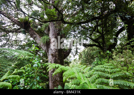 Kauri-Baum (Agathis Australis) in den Waitakere Ranges Regional Park. Auckland, Nordinsel, Neuseeland Stockfoto