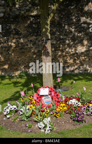 Normandie Veterans Association (NVA) Kranz unter einem Baum, Bury St Edmunds, Suffolk, UK Stockfoto