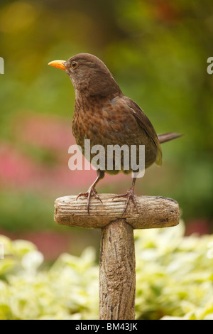 Die junge Schwarzvogel, Turdus Merula, sitzt auf einem alten Holzstiel. Mit OOF-Hintergrund Stockfoto