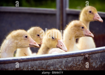 Gänsel in einem Stift warten auf Weihnachten Stockfoto