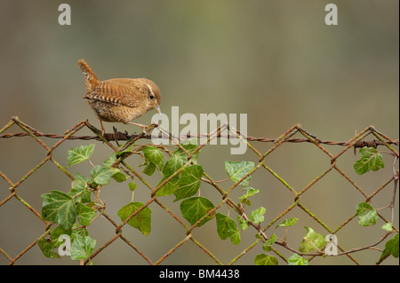 Zaunkönig (Troglodytes Troglodytes) thront auf alten rostigen Zaun, Niederlande. Stockfoto