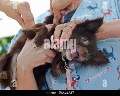 Humane Society Impfung Klinik für Haustiere von Menschen mit niedrigem Einkommen Stockfoto