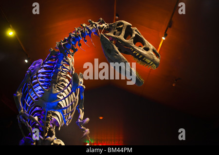 Allosaurus Dinosaurier-Skelett in Canterbury Museum. Christchurch, Canterbury, Südinsel, Neuseeland Stockfoto