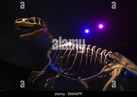 Allosaurus Dinosaurier-Skelett in Canterbury Museum. Christchurch, Canterbury, Südinsel, Neuseeland Stockfoto