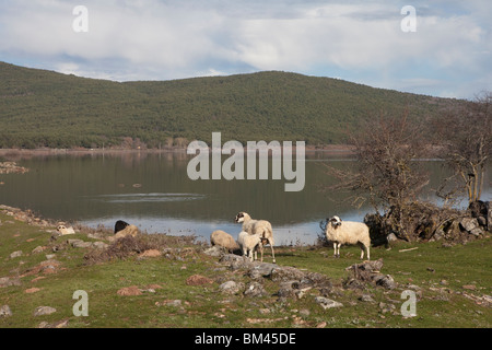 Cuerda del Pozo Dam, Vinuesa, Soria, Spanien / Embalse De La Cuerda del Pozo, Vinuesa, Soria, España Stockfoto