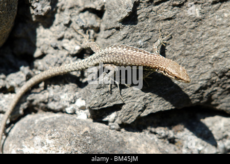 Gemeinsame oder Europäische Wand Eidechse Podarcis muralis, Susa, Piemont, Italien. Stockfoto