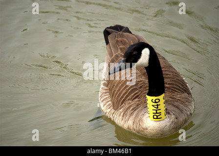 Kanadische Gans gebändert Fuß und Hals auf den Erie-Kanal in Pittsford New York USA Stockfoto